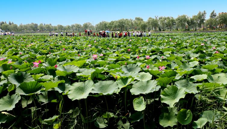 濰坊周邊9個(gè)濕地公園自駕游景點(diǎn)攻略推薦，濰坊周邊自駕游去哪里好玩