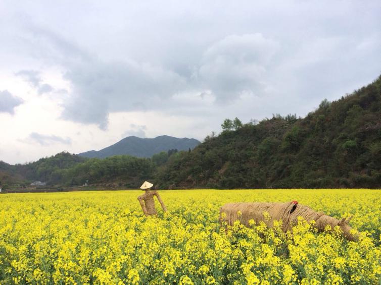 9個(gè)杭州周邊賞花自駕路線推薦，杭州出發(fā)賞櫻花/桃花/油菜花去哪好