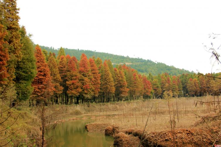 9個(gè)上海周邊自駕游好去處推薦，11月上海周邊自駕游攻略，讓你驚艷的江南晚秋美景