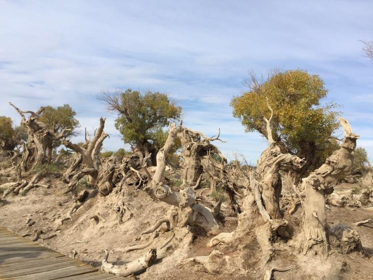 新疆自駕游這三個(gè)地方的美景不容錯(cuò)過(guò)！新疆自駕圣地大盤(pán)點(diǎn)