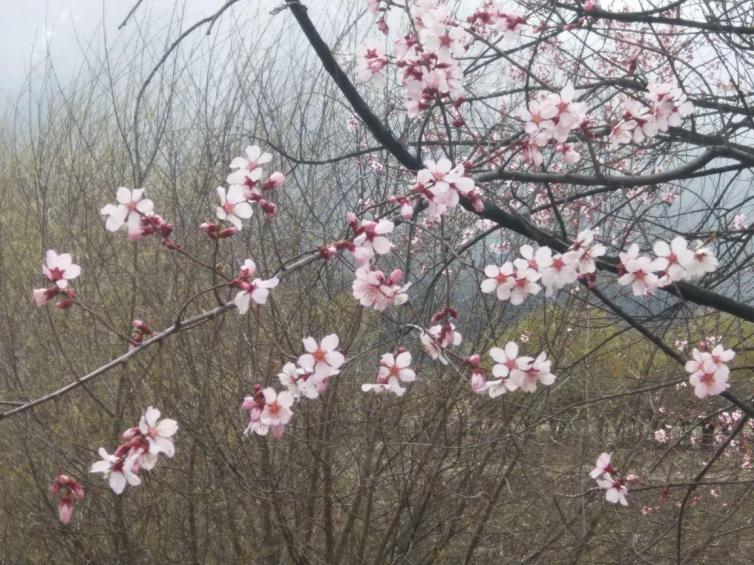 3月云南自駕游最受歡迎賞花好去處推薦，云南最美花海景點(diǎn)都在這里