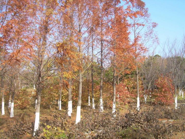 秋天湖南自駕游動人秋景好去處推薦，6條湖南賞景短途線路攻略