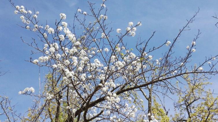 9個(gè)春天成都周邊賞花自駕游路線推薦，成都周邊最適合踏春自駕游好去處游玩攻略