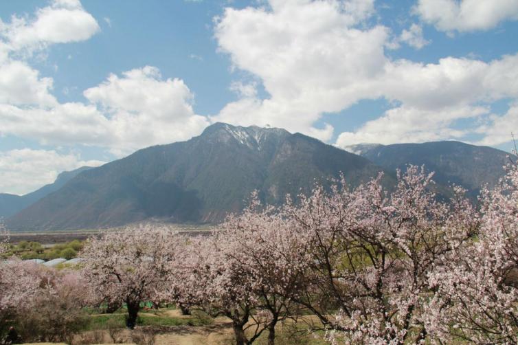 西藏林芝旅游局消息：2018年西藏林芝桃花節(jié)開幕時間，一起去林芝自駕游