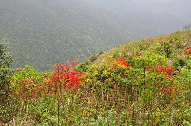 14個(gè)深圳周邊親子自駕游露營(yíng)好去處推薦，深圳親子自駕游去哪里好？