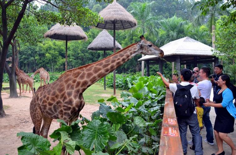 親子自駕游不知道去哪里好?國(guó)內(nèi)幾大知名動(dòng)物園推薦，親子自駕游好去處！