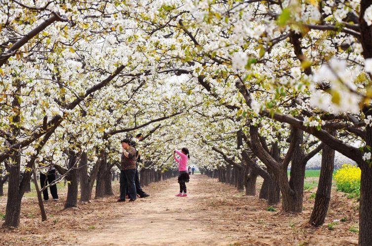 3-4月份石家莊周邊踏春自駕游去哪里好玩，3個石家莊周邊賞梨花自駕游好去處推薦