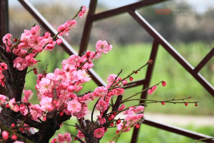 春寒之時(shí)賞安徽-蘇州最美梅花之景，東南地區(qū)自駕游花海景點(diǎn)推薦