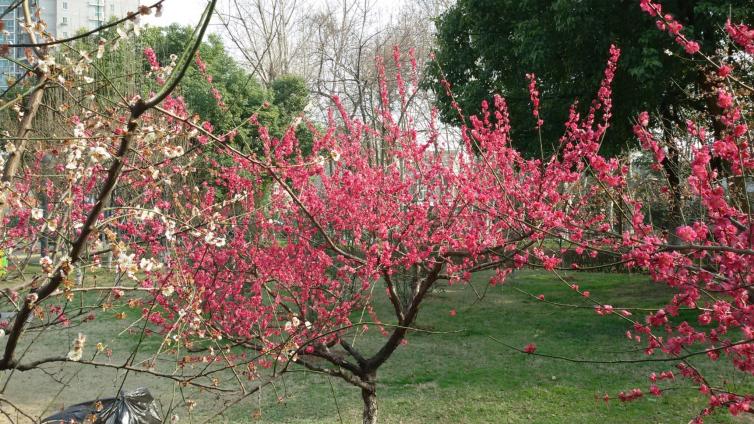 南京短途1-3日自駕游哪些好去處；6個南京周邊賞梅花自駕游景點(diǎn)攻略收藏