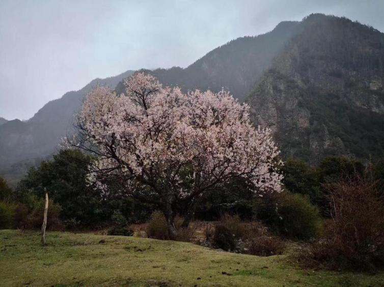 國內(nèi)自春天國內(nèi)自駕游最美的的勝景推薦，最美的季節(jié)不要錯過最美的風(fēng)景