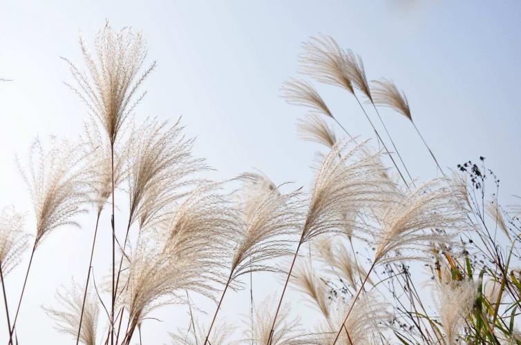 長沙周邊驚艷的4處花海已為踏春首選之地，長沙周末自駕游特色線路推薦