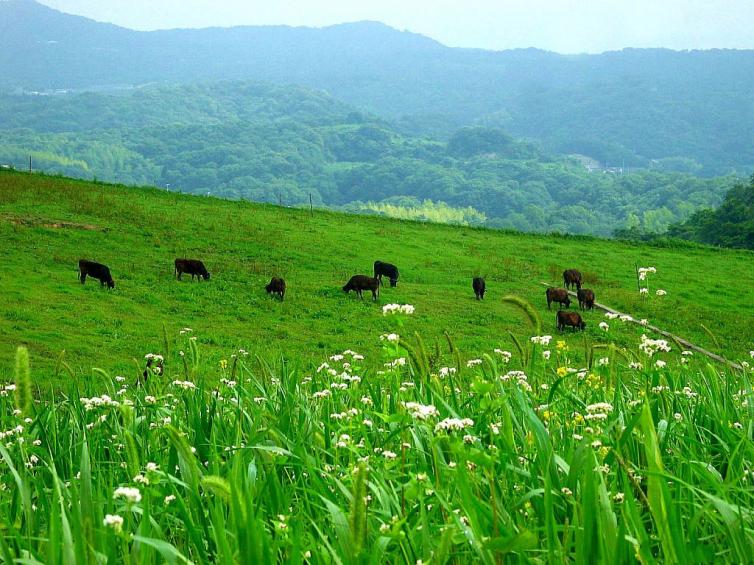 4個(gè)河北出發(fā)最佳草原自駕游路線\景點(diǎn)攻略推薦，河北周末1-2日自駕游去哪里好玩