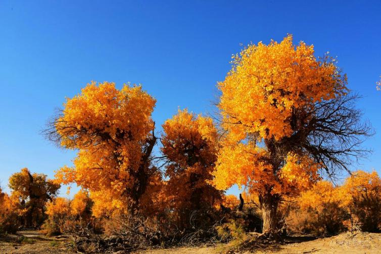 9-10月國(guó)內(nèi)秋季自駕游好去處有哪些？10個(gè)顏值逆天的自駕游景點(diǎn)不容錯(cuò)過(guò)