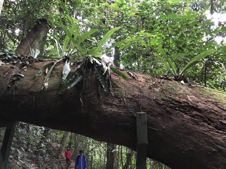 重慶出發(fā)到西雙版納自駕游線路推薦，西雙版納6日自駕游最佳攻略