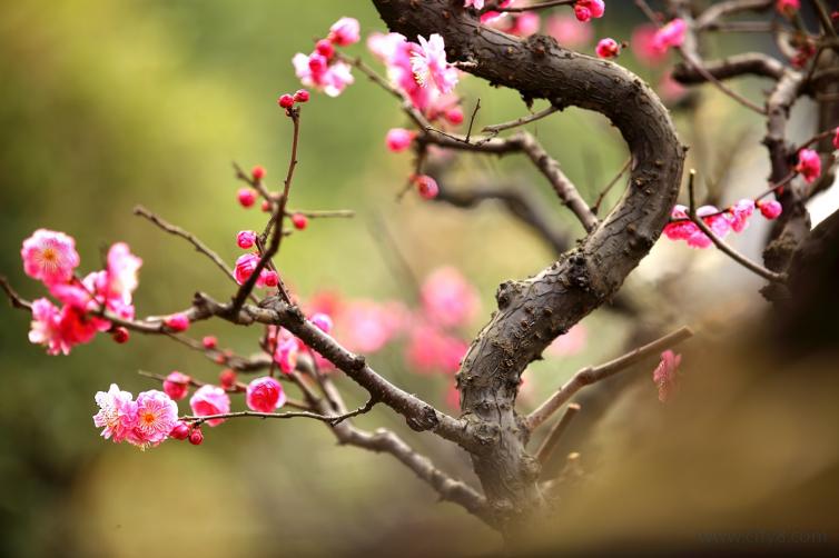 春寒之時(shí)賞安徽-蘇州最美梅花之景，東南地區(qū)自駕游花海景點(diǎn)推薦