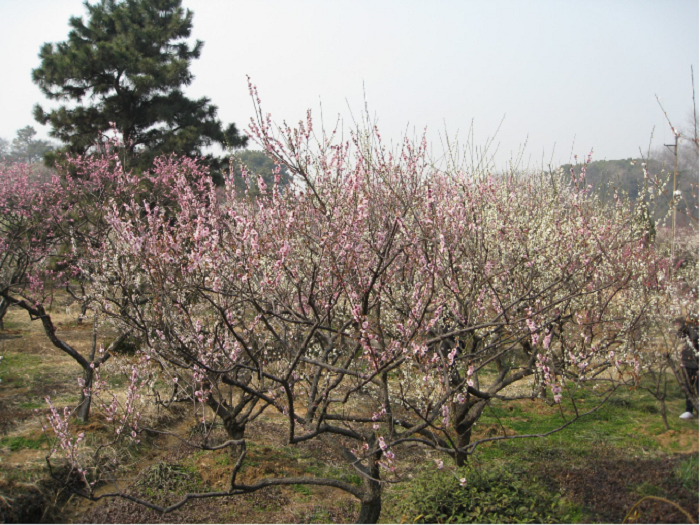 4月江蘇周邊自駕游好去處推薦，3個(gè)江蘇周邊觀賞春景的最佳景點(diǎn)攻略