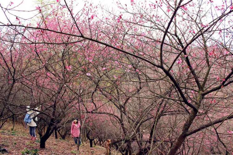 春寒之時(shí)賞安徽-蘇州最美梅花之景，東南地區(qū)自駕游花海景點(diǎn)推薦