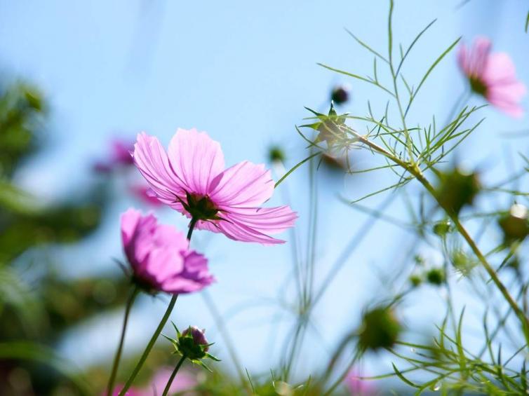 長沙周邊驚艷的4處花海已為踏春首選之地，長沙周末自駕游特色線路推薦