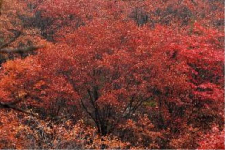 11月石家莊周邊自駕游景點推薦；6個賞紅葉自駕游景點、線路讓你玩轉11月