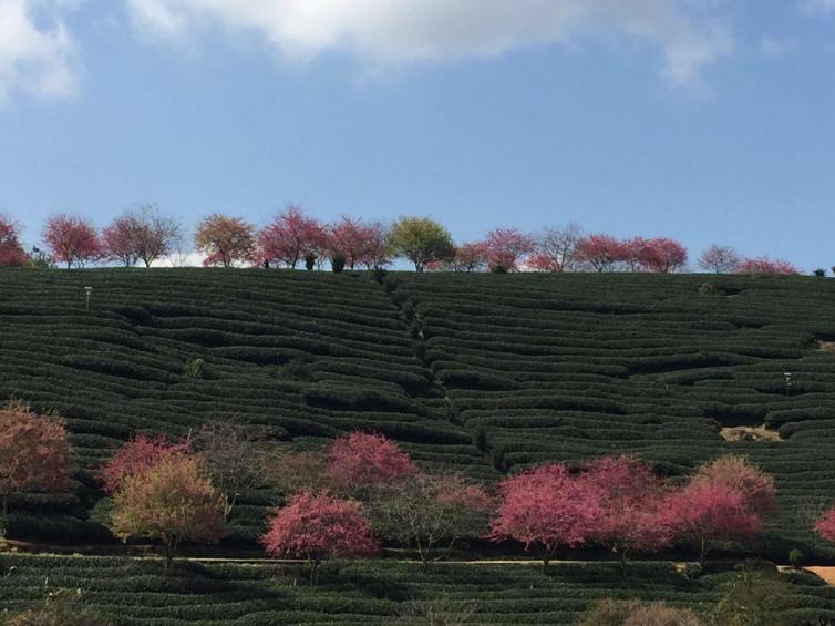 2月國內(nèi)適合夏天自駕游的好去處，6個初夏美景等你來看