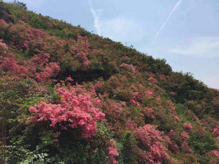 清明國內(nèi)踏春自駕游10個(gè)不能錯(cuò)過的好去處推薦，邂逅最美的4月!