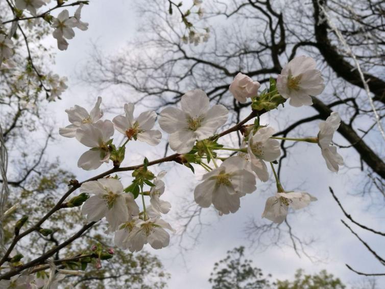 廣西自駕游賞花目的地推薦，1-3月廣西花開(kāi)成海的好去處攻略