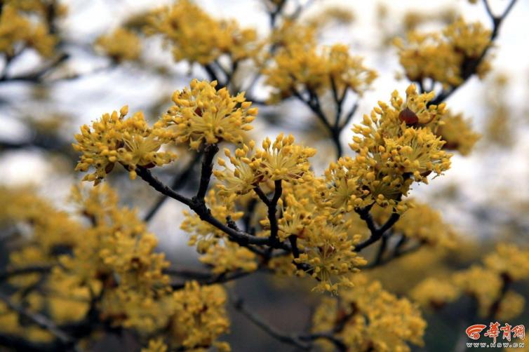 春季西安周邊自駕游踏青賞花最詳細攻略，西安周邊踏青賞花什么時間最合適