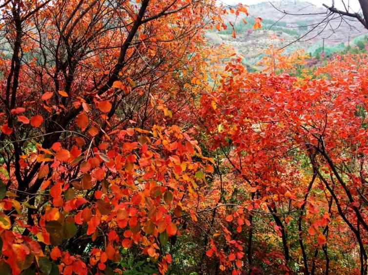 12月廣西自駕游熱門景點推薦，廣西周邊賞紅楓的好地方自駕游攻略