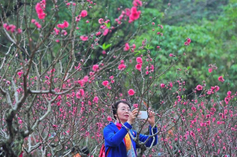 廣州周邊春季賞花去什么地方好，12個自駕游賞花景點(diǎn)全攻略推薦