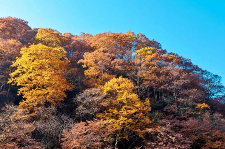 四川最美的10個紅葉區(qū)自駕游詳細(xì)攻略，秋天四川省內(nèi)自駕游去哪里好玩