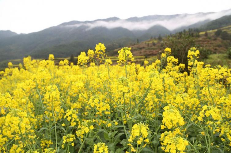 五一長假甘肅踏春賞花自駕游好去處推薦，甘肅6個(gè)賞花自駕游景點(diǎn)全攻略