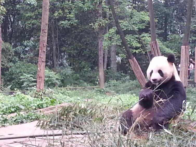 5條成都出發(fā)自駕游必去景點線路推薦，成都不能錯過的自駕游攻略