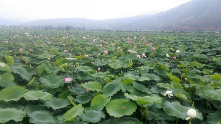 7月十堰周邊自駕游最佳景點路線推薦，7個十堰賞荷勝地攻略