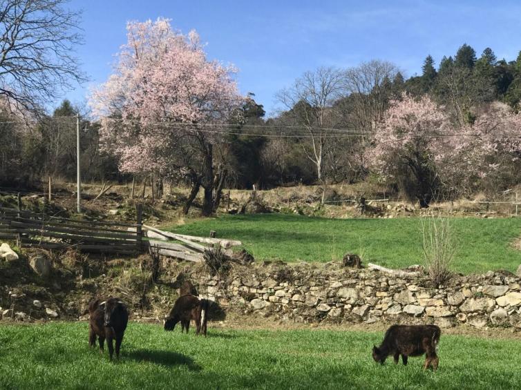 4月國內(nèi)自駕游最受歡迎好去處推薦，4月自駕游去哪好玩?