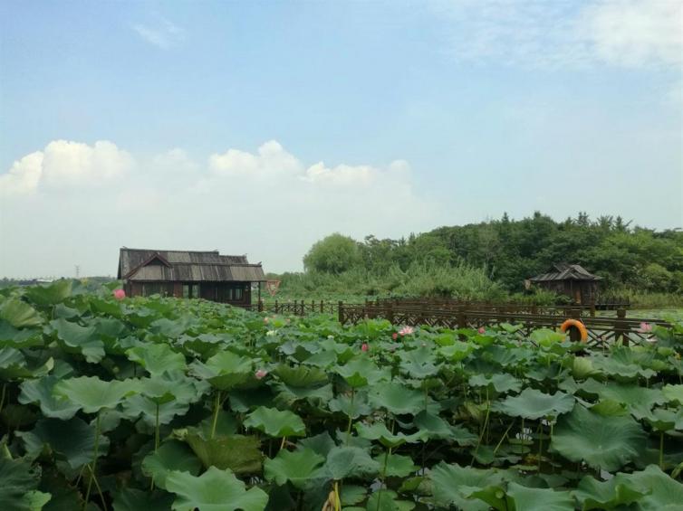 周末自駕一日游好去處，去陽澄湖除了吃螃蟹還有這些景點(diǎn)可以玩！