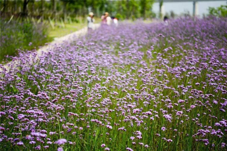 長沙周邊驚艷的4處花海已為踏春首選之地，長沙周末自駕游特色線路推薦