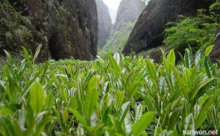 湖南清明采茶自駕游攻略，長沙出發(fā)五處適合自駕游的采茶勝地推薦