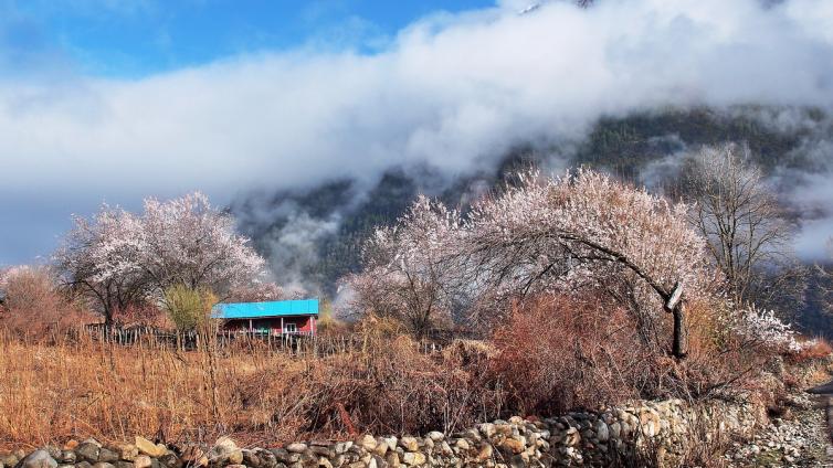 西藏林芝旅游局消息：2018年西藏林芝桃花節(jié)開幕時間，一起去林芝自駕游