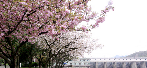 水釀塘電站花木園