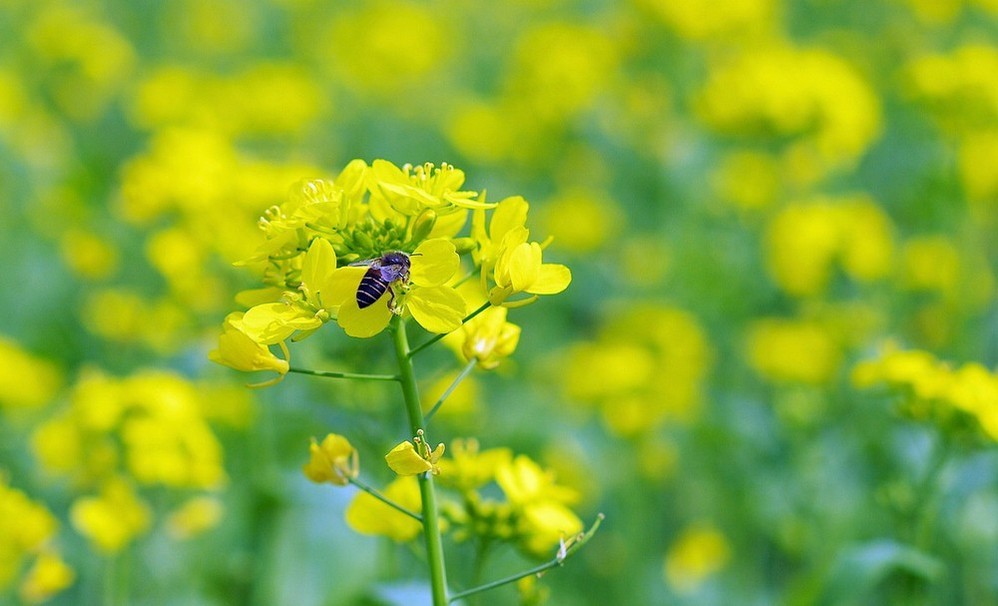 西燕鎮(zhèn)油菜花田