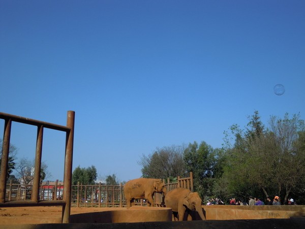 圓通山(圓通山動物園)