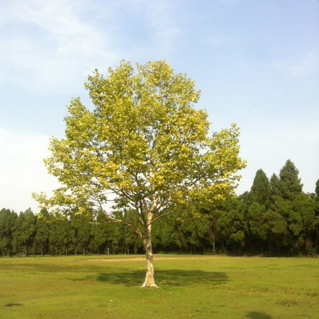 水庫村