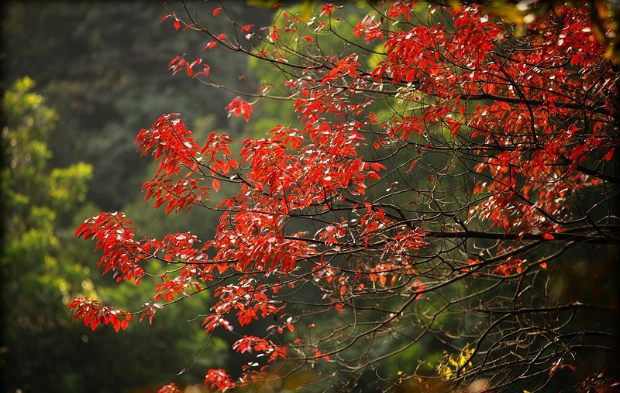 龍洞紅葉