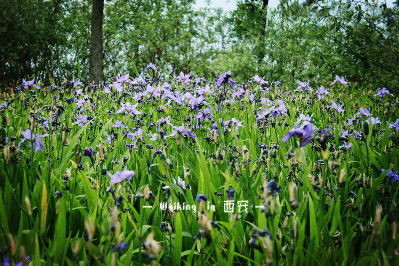 灞橋生態(tài)濕地公園