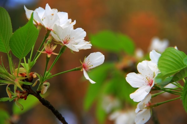 重慶南山風(fēng)景區(qū)