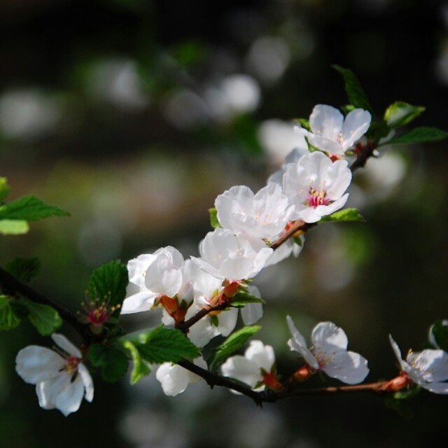 沈陽青年公園