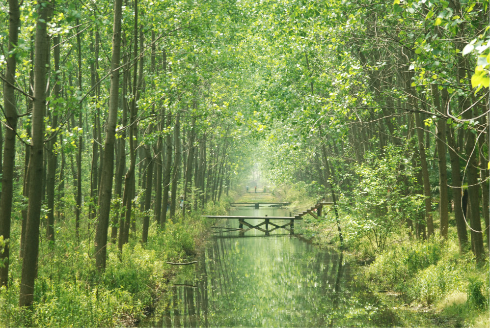 合肥濱湖濕地森林公園