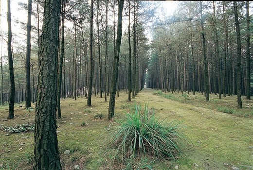 東興長(zhǎng)江森林公園