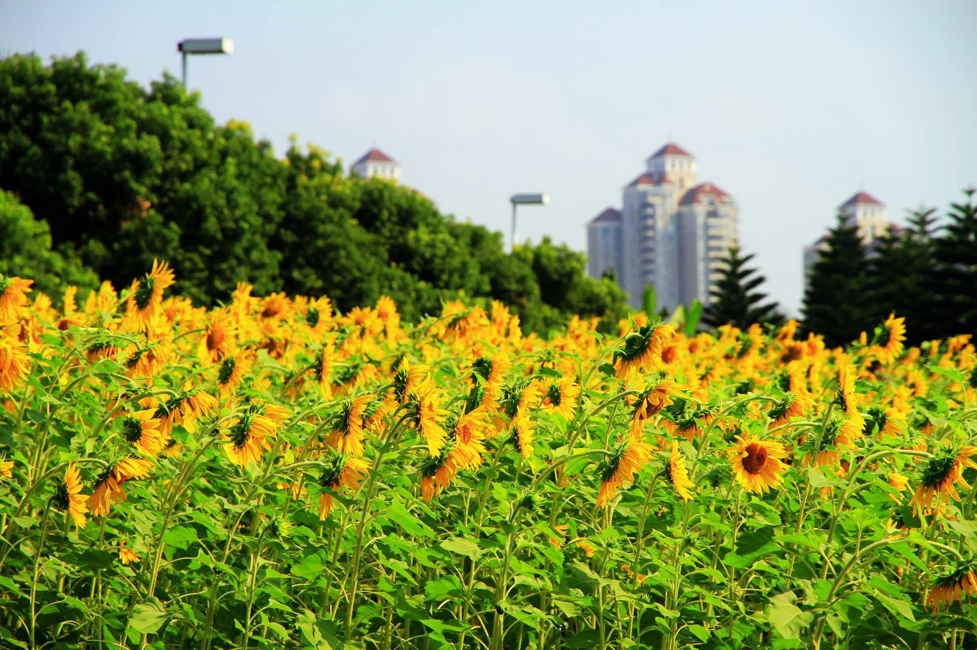 南江濱堤外公園