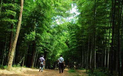 青松林海公園